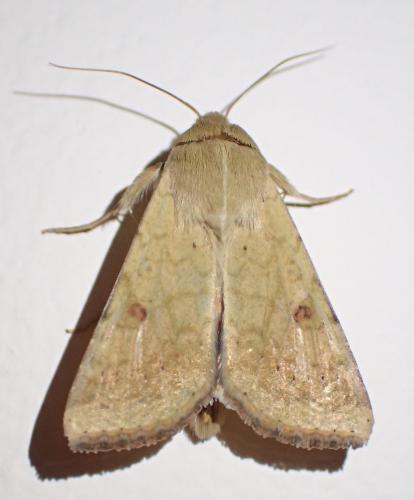 Réf. 354 839 : Helicoverpa armigera